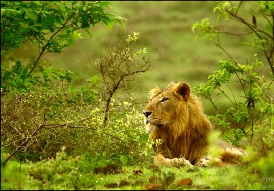 Gir National Park